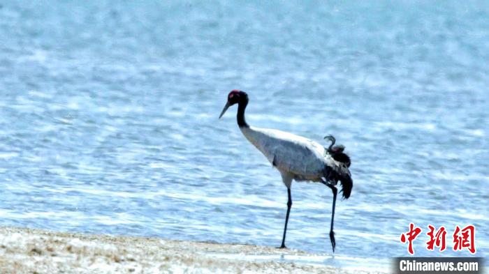 圖為黑頸鶴在青海湖畔散步?！《砣詹囟?攝