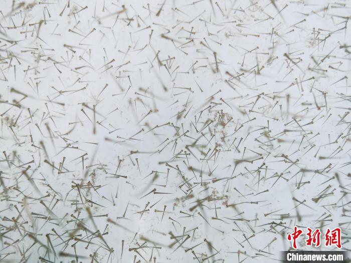 圖為魚苗。　張?zhí)砀?攝