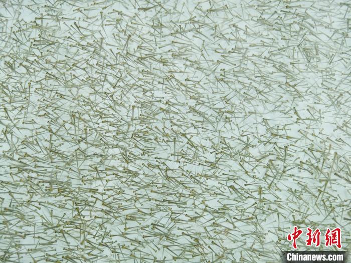 圖為密集培育的魚苗?！?zhí)砀?攝