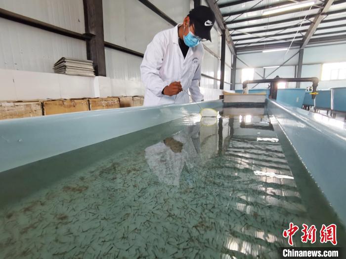 圖為工作人員檢查魚苗?！?zhí)砀?攝