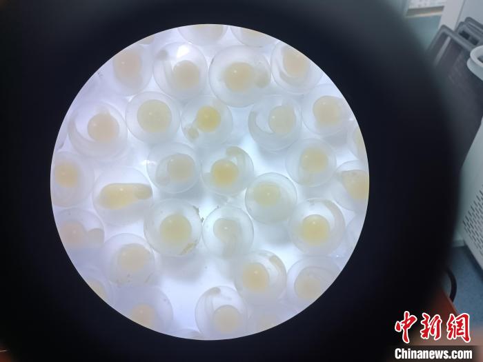 圖為顯微鏡下的魚卵?！∏嗪：沲幘茸o(hù)中心 供圖