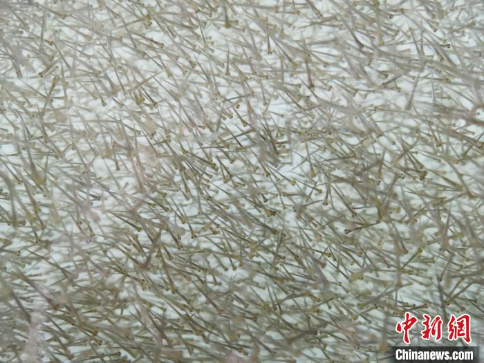 圖為密集分布的魚苗。　張?zhí)砀?攝