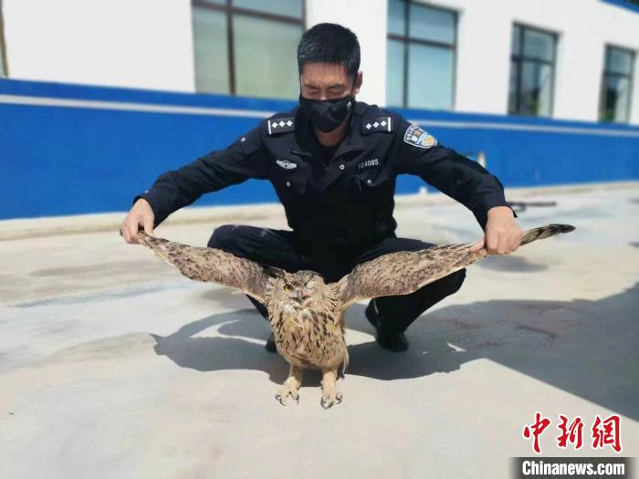 青?；ブ衤?lián)手救助國家二級保護野生動物雕鸮