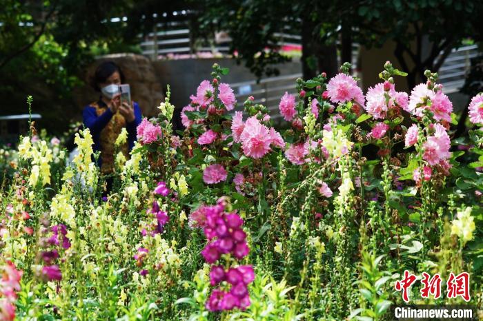 圖為市民在西寧園林植物園內(nèi)賞花拍照?！●R銘言 攝