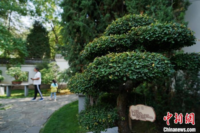 圖為在西寧園林植物園內(nèi)，造型奇特的盆景吸引市民?！●R銘言 攝