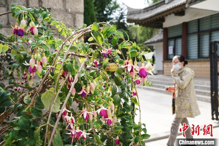 圖為市民在西寧園林植物園內(nèi)觀賞花卉?！●R銘言 攝