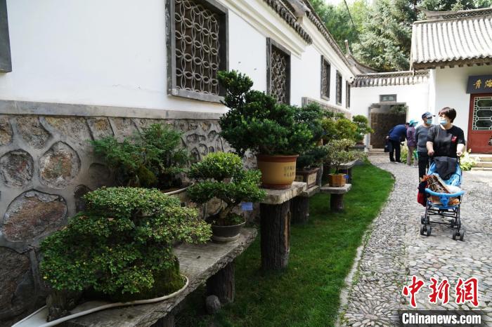圖為市民在西寧園林植物園內(nèi)觀賞盆景?！●R銘言 攝