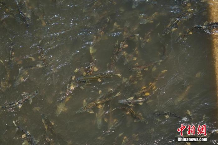 資料圖：圖為今年5月底到8月初，青海湟魚洄游產(chǎn)卵 馬銘言攝