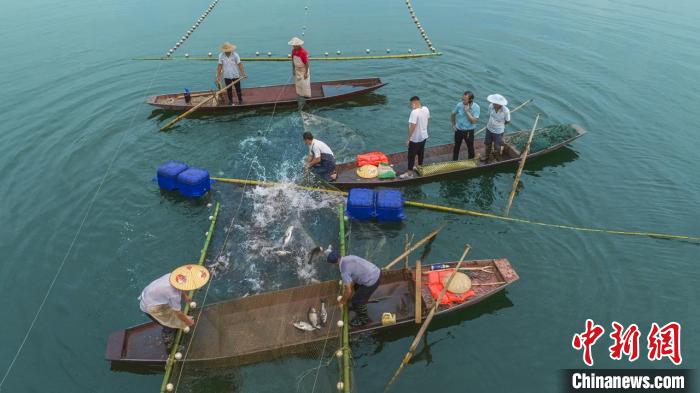 捕魚現(xiàn)場?！≈鬓k方供圖