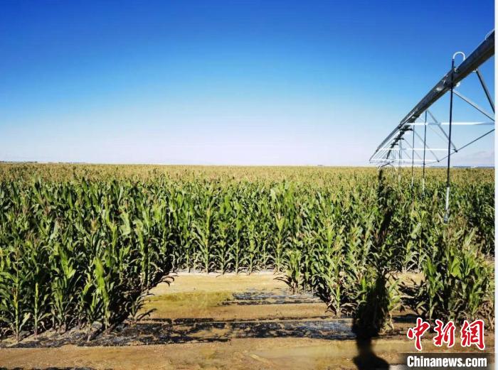 青?！凹Z改飼”項(xiàng)目收儲(chǔ)飼草44萬(wàn)余噸
