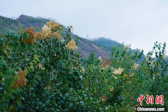 圖為西寧北山上的丁香樹?！●R銘言 攝