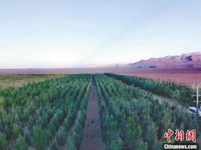 圖為格爾木境內(nèi)種植的綠樹。　格爾木融媒體中心供圖