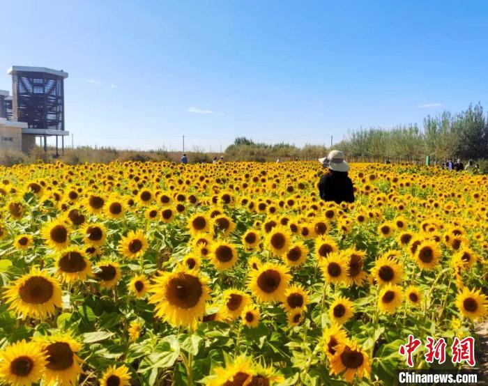 圖為格爾木境內(nèi)的向日葵花海?！「駹柲救诿襟w中心供圖