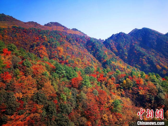 巴山大峽谷漫天紅葉。　張平 攝