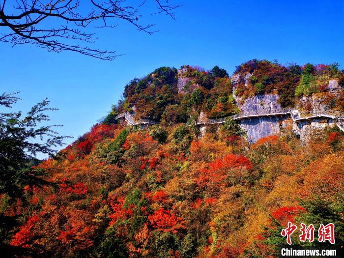 巴山大峽谷漫天紅葉?！埰?攝
