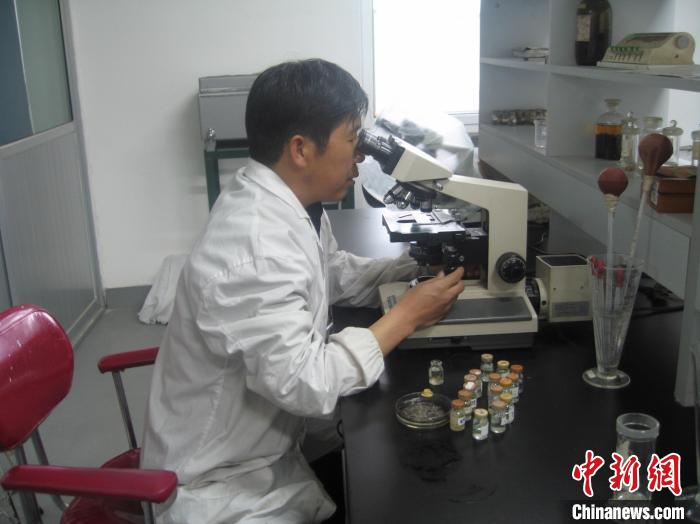 資料圖為研究團隊進行實驗室寄生蟲分類鑒定?！?青海省畜牧獸醫(yī)科學(xué)院供圖