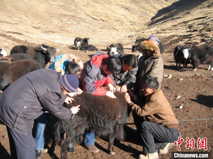資料圖為研究團隊在青南高原地區(qū)開展了牦牛寄生蟲病流行病學(xué)和防治技術(shù)研究。　 青海省畜牧獸醫(yī)科學(xué)院供圖