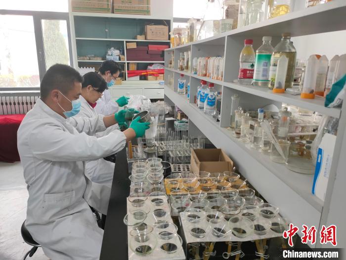 資料圖為研究團隊進行樣本檢查。　 青海省畜牧獸醫(yī)科學(xué)院供圖