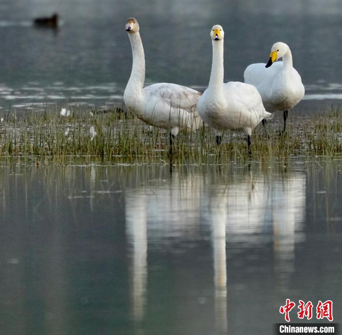 圖為三只大天鵝?！±钣穹?攝