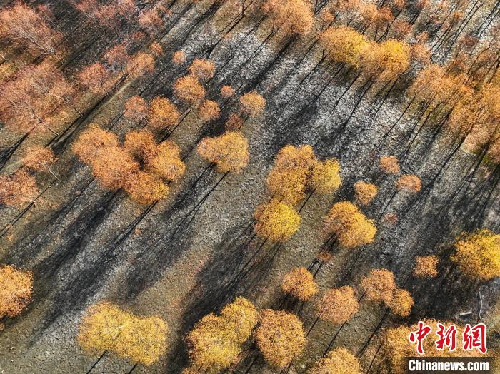 入冬時(shí)節(jié)，雅魯藏布江畔的樹林一片金黃。　董志雄 攝