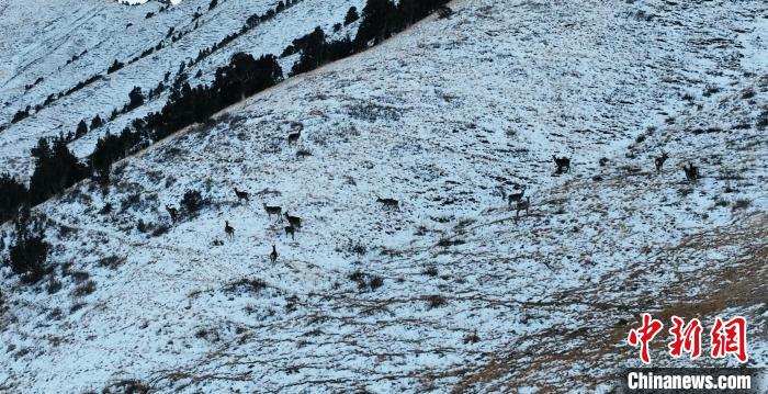 圖為巖羊和馬鹿集體在雪地里休憩?！《继m縣融媒體中心 供圖
