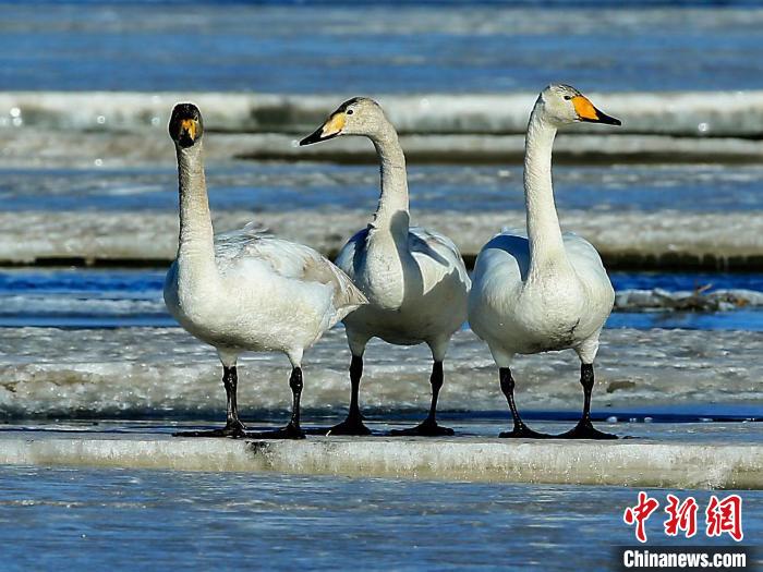 圖為三只天鵝在湖面上曬太陽(yáng)?！『螁⒔?攝