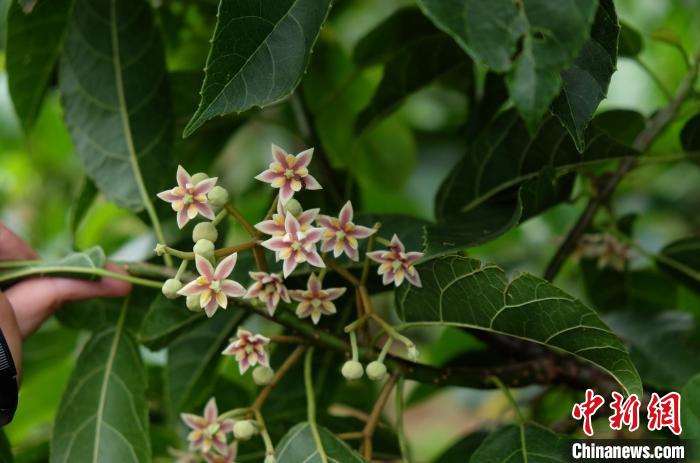 圖為古林箐近地保護(hù)的滇桐首次開花?！±顕?攝