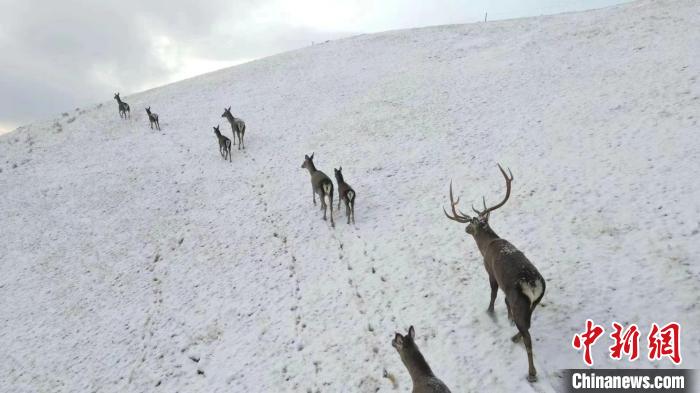 圖為馬鹿群在雪地里行走?！〔湃?攝