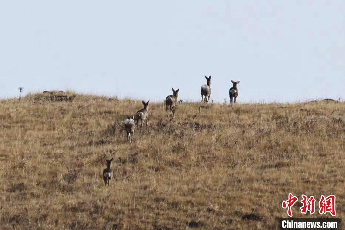 圖為狍鹿在山坡上漫步。　才項南加 攝