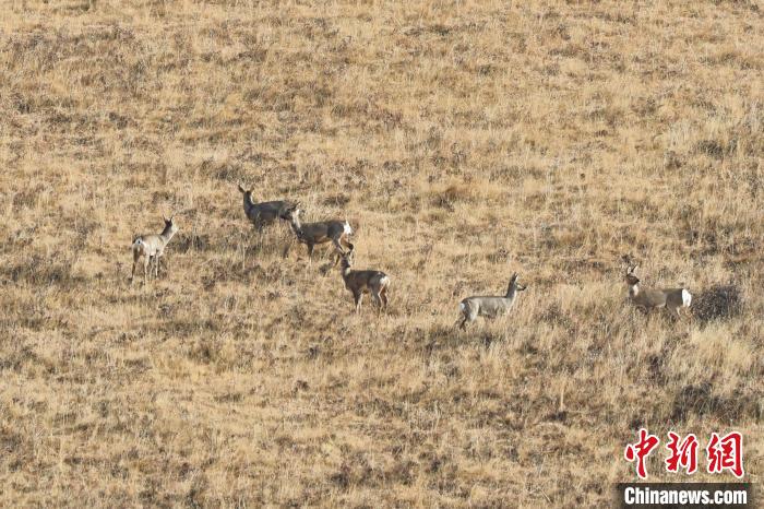 圖為狍鹿在山坡上覓食嬉戲?！〔彭椖霞?攝