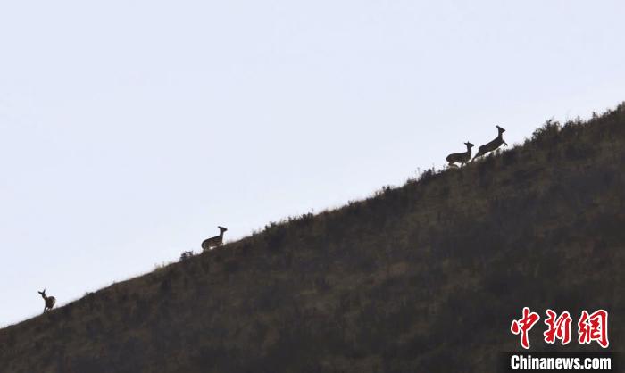 圖為狍鹿在山坡上漫步?！〔彭椖霞?攝