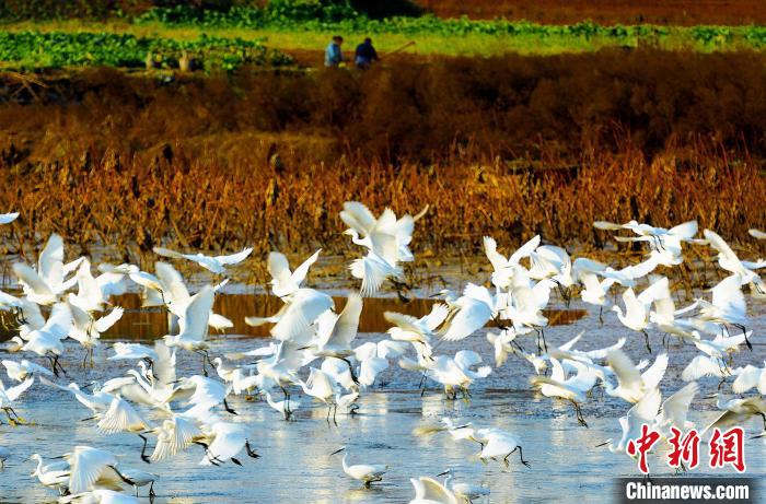 成都白鷺灣濕地公園?！“討?攝