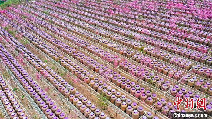 灼灼桃花惹人醉?！㈡?攝