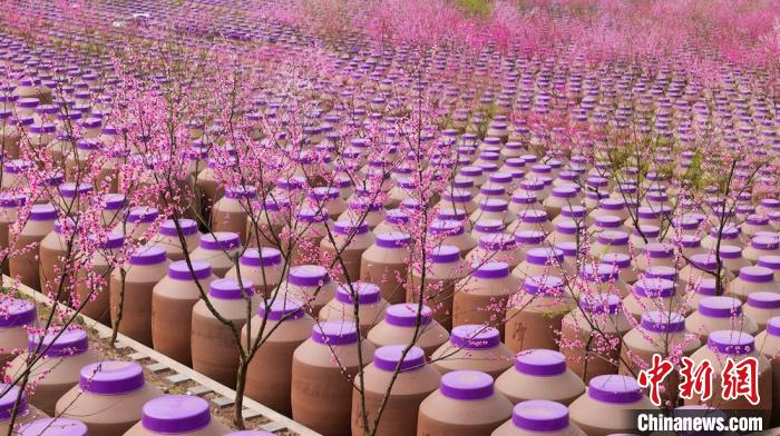 桃花和酒壇相映成趣?！∫足?攝