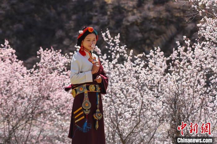 白玉縣河坡鎮(zhèn)桃花林間身穿民族服飾的藏族女孩。　白玉融媒 攝