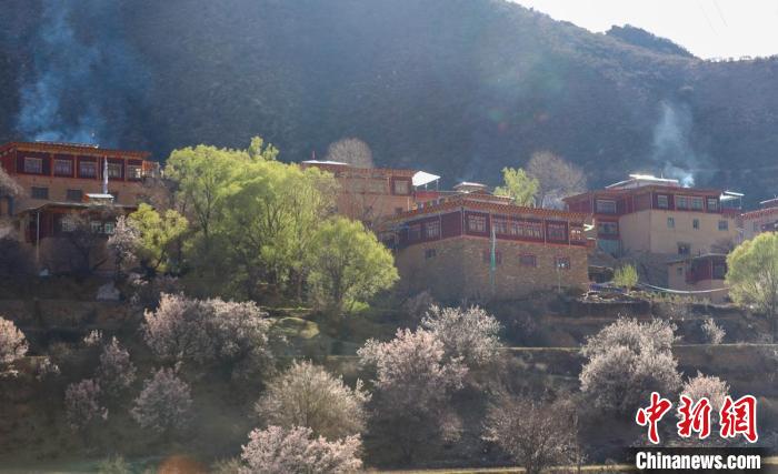 暖陽下白玉縣河坡鎮(zhèn)正在盛開的桃花與藏式民居?！“子袢诿?攝