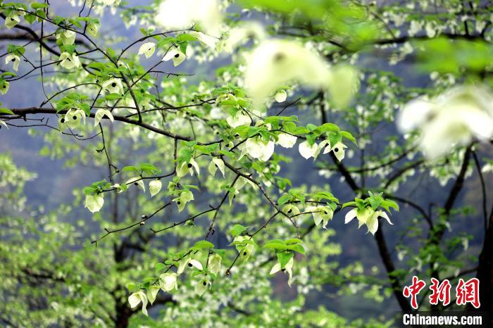 珙桐在春末夏初之際開花，花期較短?！螚?攝