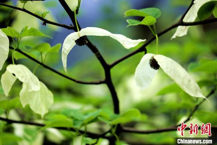 兩片潔白的花瓣隨風搖曳就像飛翔的白鴿?！螚?攝
