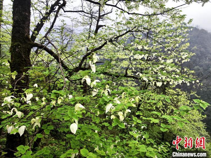 山谷兩側高大繁茂的珙桐樹?！螚?攝