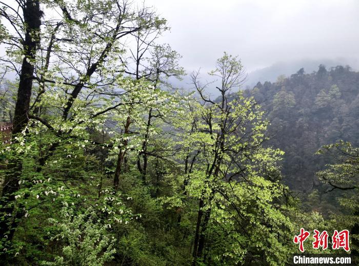 珙桐花朵潔白素雅，與青山雨霧融為一體。　呂楊 攝