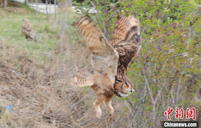 圖為西寧野生動物園救護的雕鸮在西寧市放歸大自然?！●R銘言 攝