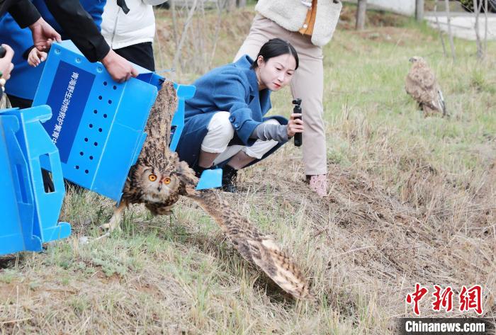 圖為西寧野生動物園救護的雕鸮在西寧市放歸大自然。　馬銘言 攝