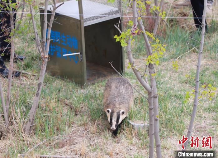 圖為西寧野生動物園救護的狗獾在西寧市放歸大自然。　馬銘言 攝