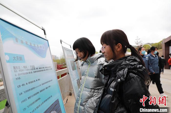 圖為學生通過展板了解青海常見鳥類?！●R銘言 攝