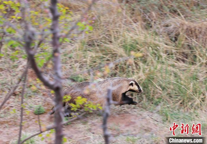 圖為西寧野生動物園救護的狗獾在西寧市放歸大自然?！●R銘言 攝