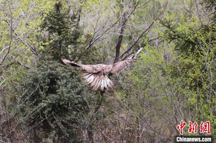 圖為西寧野生動物園救護的大鵟在西寧市放歸大自然。　馬銘言 攝