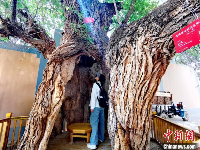 青海海東市阿河灘地質(zhì)文化村：古樹(shù)新枝、丹山碧水