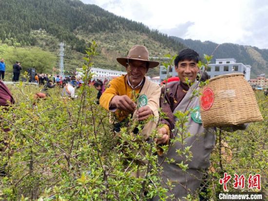 圖為當(dāng)?shù)剞r(nóng)牧民進(jìn)行藏雪茶采摘比賽。　王劍輝 攝