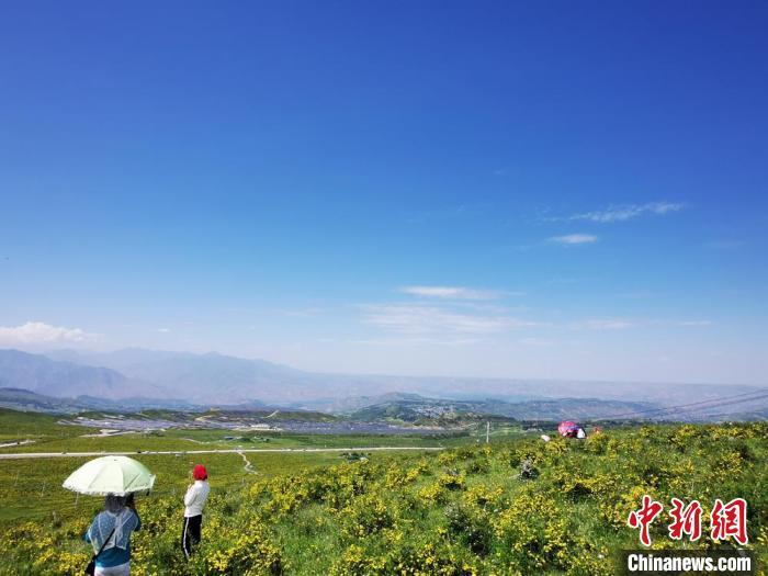 2020年07月07日拍攝于臨夏州積石山縣境內(nèi)，生態(tài)環(huán)境逐漸恢復(fù)，小黃花開遍山間。(資料圖) 殷春永 攝