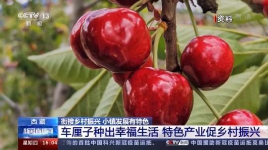 種蘑菇、養(yǎng)駱駝...。。特色產(chǎn)業(yè)助力鄉(xiāng)村振興走新路